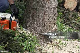 Best Root Management and Removal  in Mount Arlington, NJ