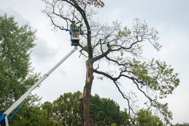 Professional Tree Removal in Mount Arlington, NJ