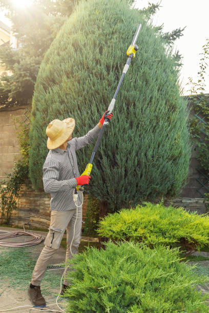 Best Lawn Drainage Solutions  in Mount Arlington, NJ