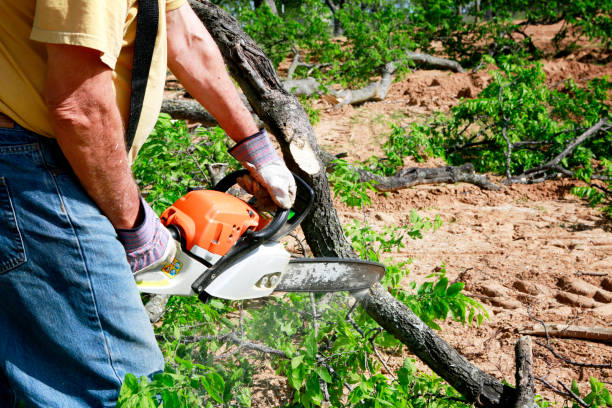 Best Organic Lawn Care Solutions  in Mount Arlington, NJ